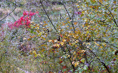 Herbstfarben und Herbstblumen