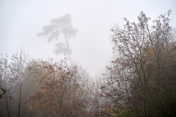 Herbstfarben-Herbstblumen-04