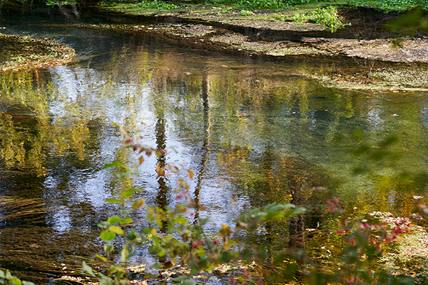 Herbstfarben-Herbstblumen-03