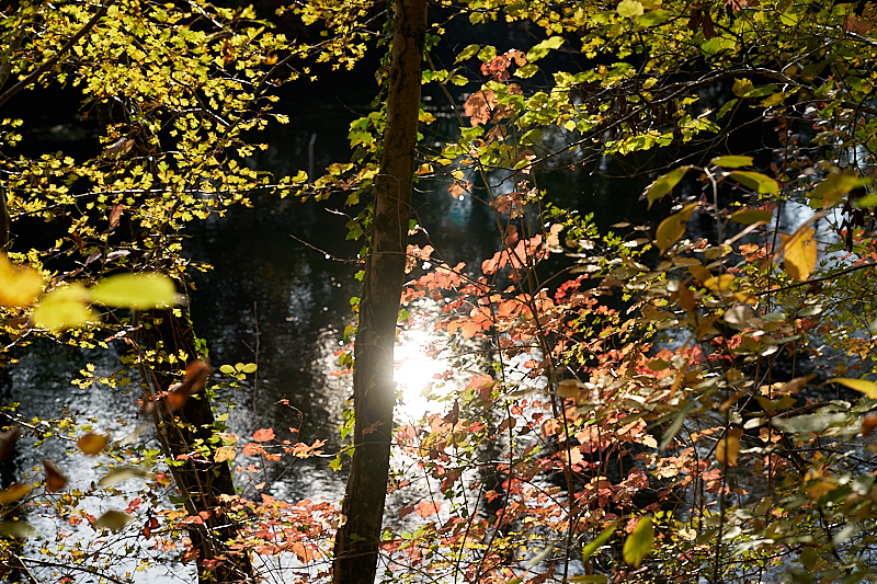 Herbstfarben-Herbstblumen-2