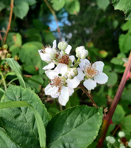 Brombeerkuchen-blühende-brombeeren