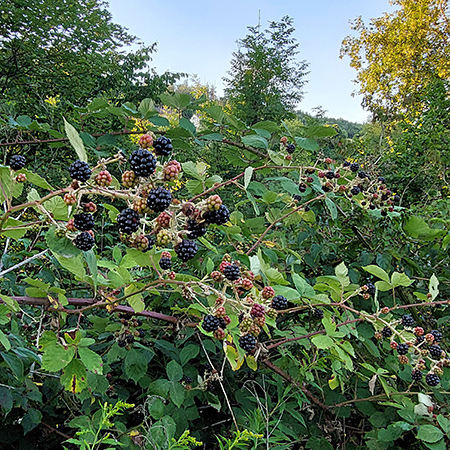 Brombeerkuchen-brombeeren