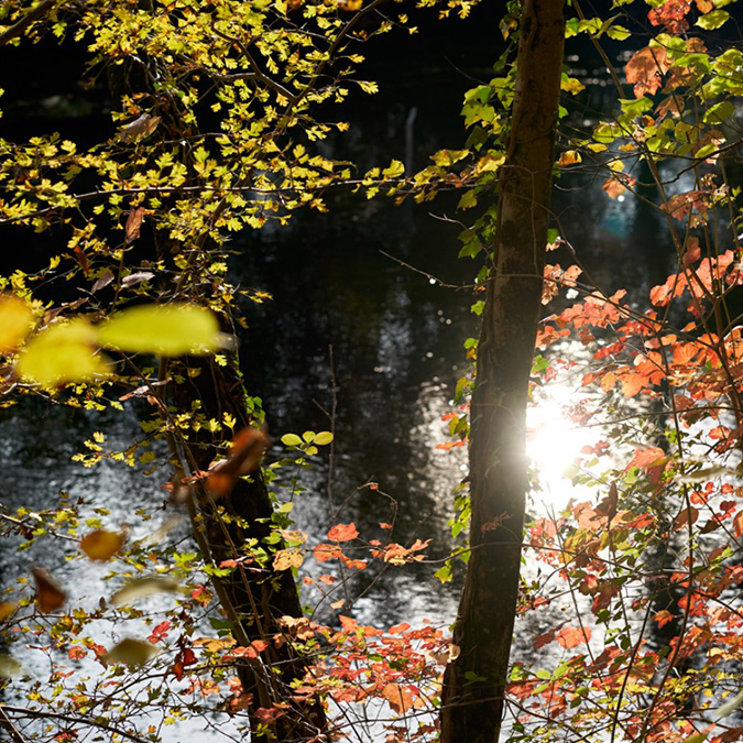 Blumen-im-herbst